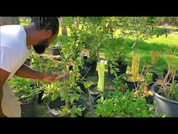 Citrus trees