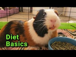 What I Feed My Guinea Pigs Daily
