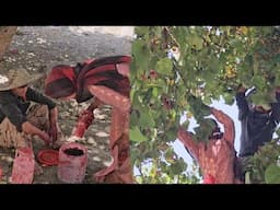 🎥 Lost Paradise in the Mountains! Wild Mulberry Picking with Family ❤️🍇 (Surprise at the End!)