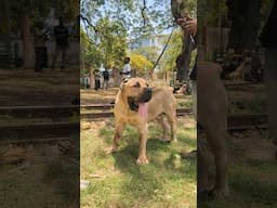 This is a huge Boerboel #shorts #boerboel #dog