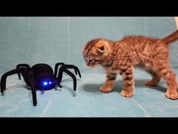 Funny Dogs And Cats Videos 2025 😅 - Best Funniest Animal Videos Of The week