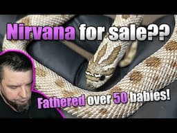 Nirvana for sale? MM Update.