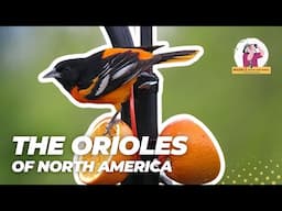 Watch These Beautiful Orioles Turn Your Garden Into Paradise