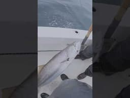 Bob's new PB White Seabass  #fishingcalifornia #fishing #whiteseabass