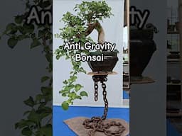 Floating Bonsai Illusion