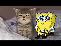 Aww, Baby Cats !! Little Cute Kitten vs Spongebob Animation 😾🐶 Funniest Cats And Dogs Videos