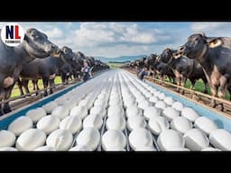 Millions of Buffaloes Farming For Milk - How Buffalo Mozzarella Is Made In Factory