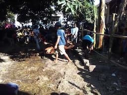 sapi korban 2020
