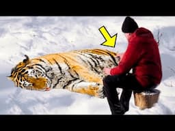 Man Decided To Help A Dying Tiger - Years Later, It Recognized A Familiar Scent & Did This!
