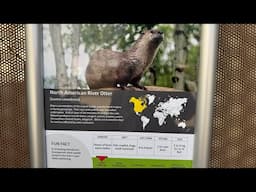 North American River Otter | Edmonton Valley Zoo