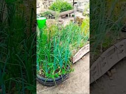 car tyre Grow onion at home #homegardening