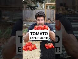 I TESTED Growing Tomatoes with GardenStraw and Without and was blown away by what happened!