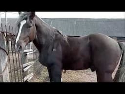 Opposites Attract! Black & White Horses in an Incredible Breeding Session