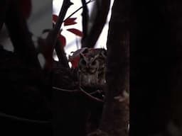 Peekaboo...  #penchnationalpark #penchtigerreserve #madhyapradesh #wildlifesafari