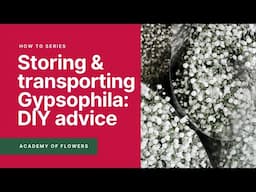 DIY Advice for Gypsophila aka Babys Breath Storage and Make up - Wholesale Flowers Direct