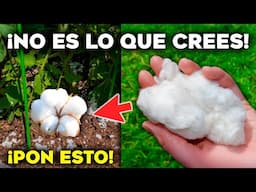 PON ESTO en tus PLANTAS y NO CREERÁS lo que PASA 🌿 Usos del ALGODÓN
