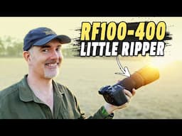 RF100-400 Still the BEST Value Wildlife Lens?