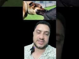 dog bit information 2025 #dog #dogbite #pets #dogowner