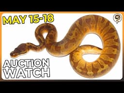 Hot Reptile Auctions Deals for a Hot Day! - May 15-18