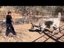 BULL RIDING In MEXICO Gone WRONG !!