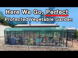 PERFECT Easy Garden Container Gardening with PEST Control to Protect Vegetable Plants in Dog Kennel