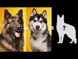 Top 10 German Shepherd Mix Breed Dog You Don't Know About
