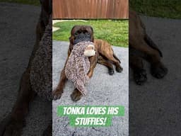 Bullmastiff Tonka LOVES His Stuffies! #bullmastiffs #campdog #bulldog #dogbreeds #mastiff #puppy