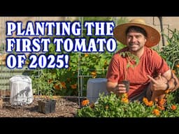 Planting Blackberries, Tomatoes, AND How I Pot Up Seedlings!