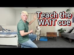 The WAIT cue - dog training