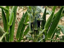 Wow, amazing organic agriculture! Okra Farming, bhindi ki kheti
