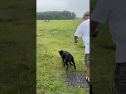 SCOTER: #dogtraining #gundogtraining #retreiver #pitbosswaterfowl #duckdog