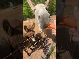 Our Donkeys Love Carrots 🥕 #donkey #donkeylife #homestead #farmanimals #homesteading #animals #farm