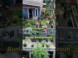 Berkebun di Atap Rumah