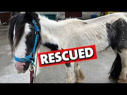 From Neglect to Hope: How We Save Horses Like Elouise