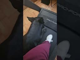 Rainy days with a German Shepherd