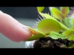 What Happens If You Put Your Finger In A Venus Flytrap?
