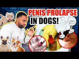 Penis Prolapse in dogs! What to do? (Paraphimosis)