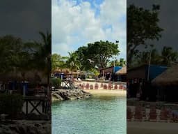 Pelican Dive Bombs For Food At Chankanaab Adventure Park in Cozumel Mexico