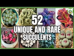52 Unique Succulents | Rare and Strange Succulent types/varieties | Plant and Planting