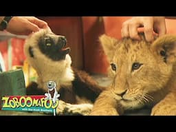 Itchy | Zoboomafoo - WildBrain | Movies for Kids