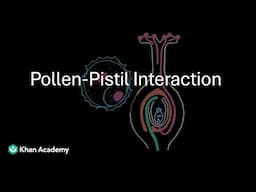 Pollen Pistil interaction | Sexual reproduction in flowering plants | Biology  | Khan Academy