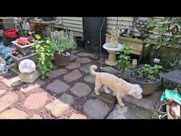 MAKING A SECRET GARDEN ❤️TODAY'S PROJECT MAKING A PATIO WITH RUBBER STONES & MULCH