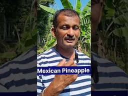 Mexican pineapple, मैक्सिकन अनानास, pineapple farming, #mexicanpenepple #pineapple Shorts,