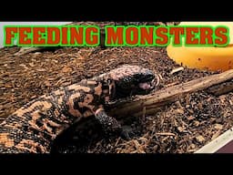 FEEDING SOME MONSTERS!!!......Gilas monsters that is.  Love these guys!