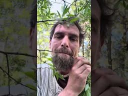 Traveling to new ecosystems?  Make an effort to connect with the local plants.