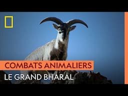 Le duel au sommet des grands bharals