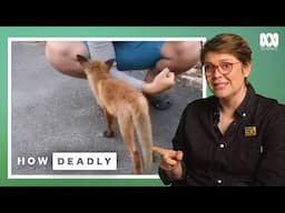 How Deadly Are Foxes? Viral Fox Moments Explained | Dr Ann Jones