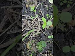 Kitchen potatoes! #garden #plants