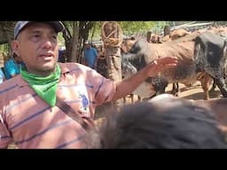 Toros de Buena Raza en El Tránsito San Miguel El Salvador 17/04/2025