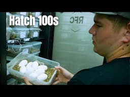 Setting Up Snake Eggs